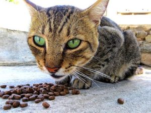 Katzenfutter von Mieze Katz Testsieger (1)